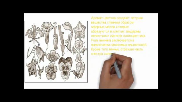 Строение цветка и его функции смотреть онлайн