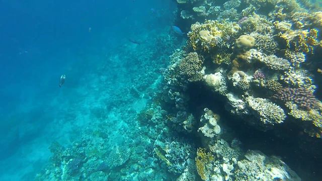 Жизнь, Снорклинг.Красное море. Египет.Шарм-эль-Шейх. Corals. Snorkelling. Red Sea. Egypt смотреть онлайн