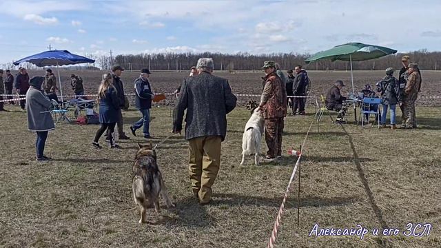 68 Воронежская областная выставка собак 09.04.2022г. смотреть онлайн