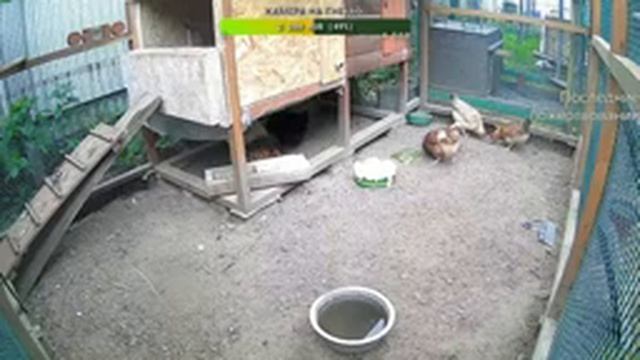 Курятник. Жизнь в курятнике. Можно покормить онлайн. Chicken coop stream. Online feed смотреть онлайн