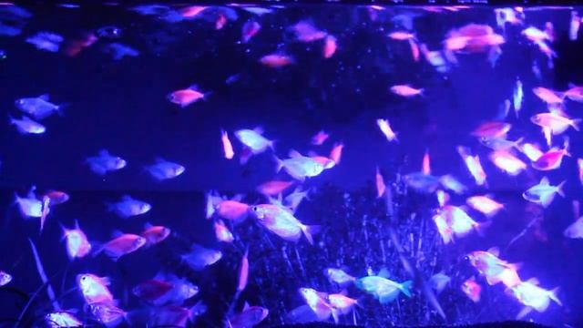 Светящиеся аквариумные рыбки Глофиш (GloFish)Тернеции. Барбусы.Данио.