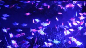 Светящиеся аквариумные рыбки Глофиш (GloFish)Тернеции. Барбусы.Данио.