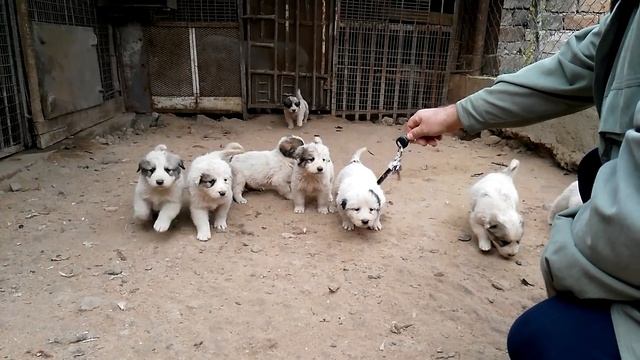 Щенки гампра. Щенки армянского волкодава.
