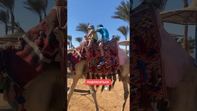 Катание детей на верблюде в Египте. смотреть онлайн
