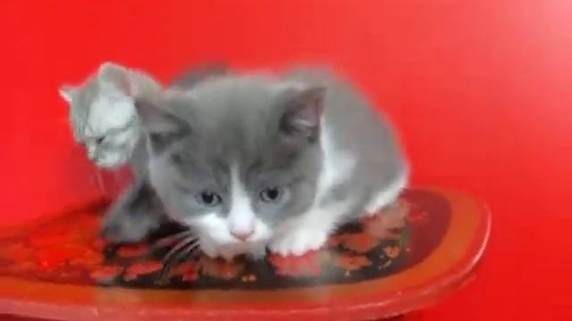 котята породы манчкин.kittens of breed munchkin a color blue with white смотреть онлайн