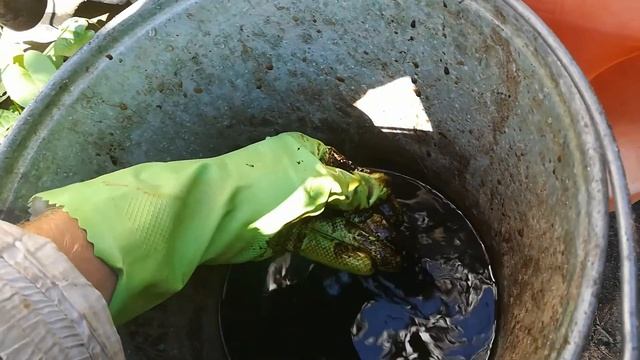 Растворение фитоспорина и полив. смотреть онлайн