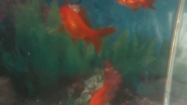 АКВАРИУМНЫЕ ЗОЛОТЫЕ РЫБКИ смотреть онлайн