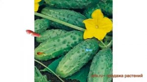 Огурец обыкновенный Братец Иванушка F1 ? обзор: как сажать, семена огурца Братец Иванушка F1