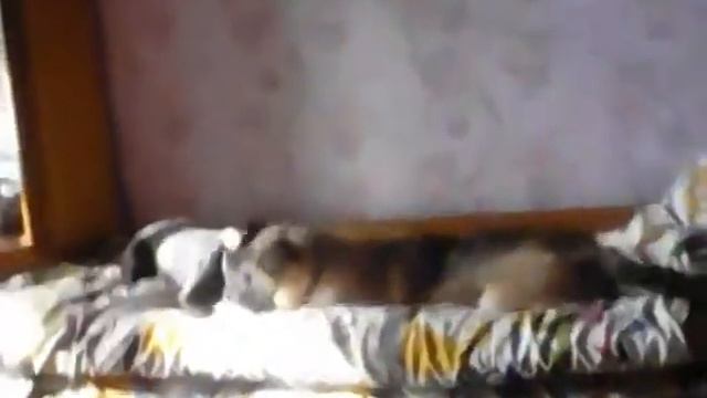 Собаки доигрались смотреть онлайн