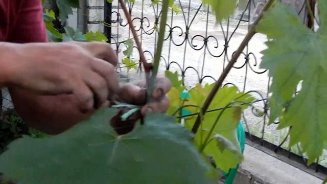 ЛЕТНЯЯ ПРИВИВКА (ПЕРЕПРИВИВКА) КУСТОВ ВИНОГРАДА В ИЮНЕ. Часть 1. Grafting grapevines.. ep.1 смотреть онлайн