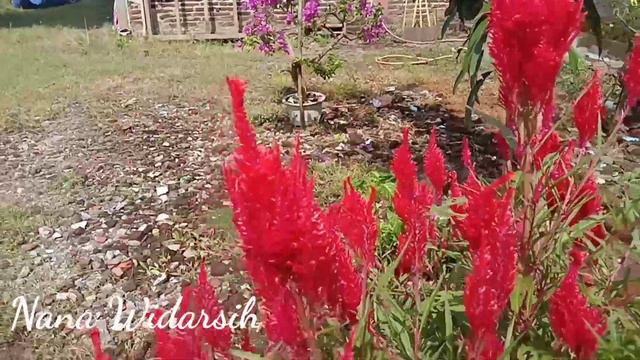 BUNGA CELOSIA ATAU BUNGA JENGGER AYAM смотреть онлайн