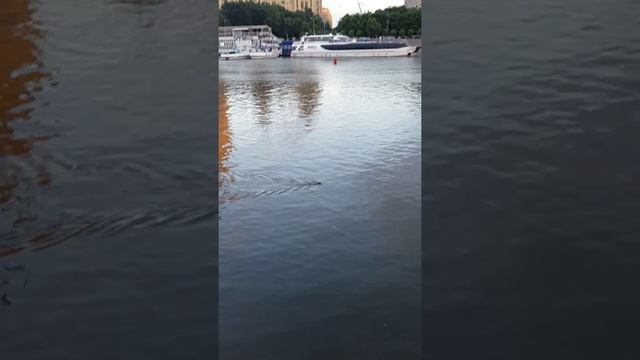 Бобер??? Выдра ??? Ондатра ??? на Киевской =) смотреть онлайн