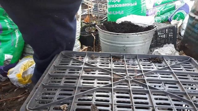Как упаковываем саженцы малины для отправки клиентам. смотреть онлайн