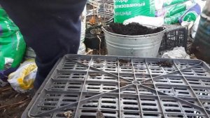 Как упаковываем саженцы малины для отправки клиентам.