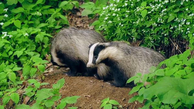 Animal Kingdom 4K - Scenic Wildlife Film With Calming Music | Relaxing Nature In 4K смотреть онлайн
