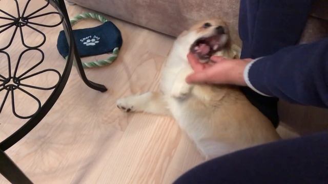 ВизП/ Нам 3 месяца? смотреть онлайн