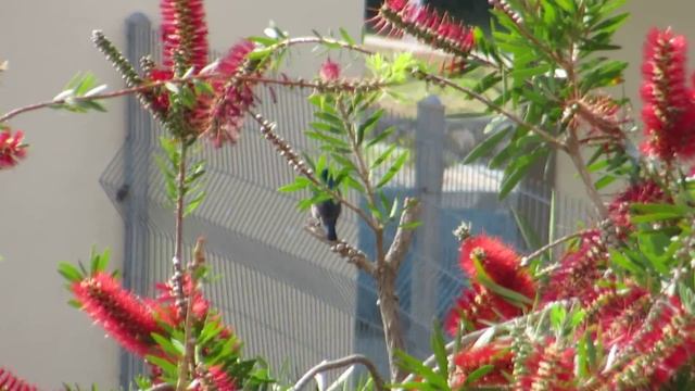 Песнь Нектарницы на цветах Каллистемона!!!Кирьят-Ям.Israel. смотреть онлайн