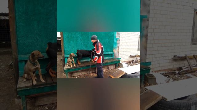 Агрессия у ротвейлера, маленький провокатор. смотреть онлайн