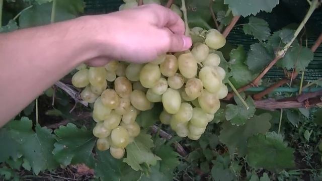 Созрел виноград сорта Лора смотреть онлайн