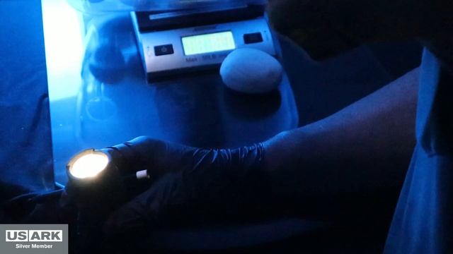 Clutch 4 Ball Python eggs 2022 Season! Fire, Butter, Enchi, Yellow Belly x Leopard Blade Clown смотреть онлайн