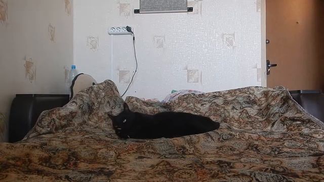 Кошачьи игры с резинкой смотреть онлайн