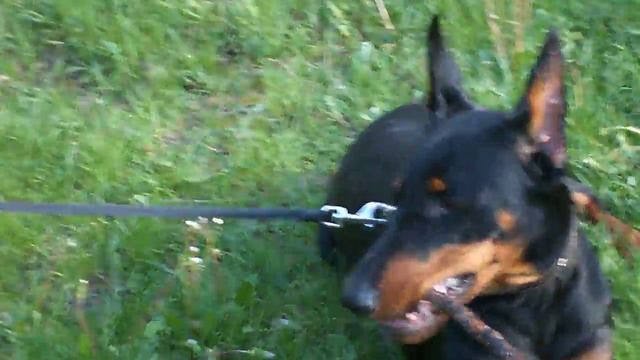 Доберман в парке Doberman