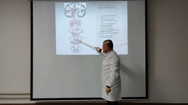 Проводящие пути головного и спинного мозга / Conduction pathways of the brain and spinal cord смотреть онлайн