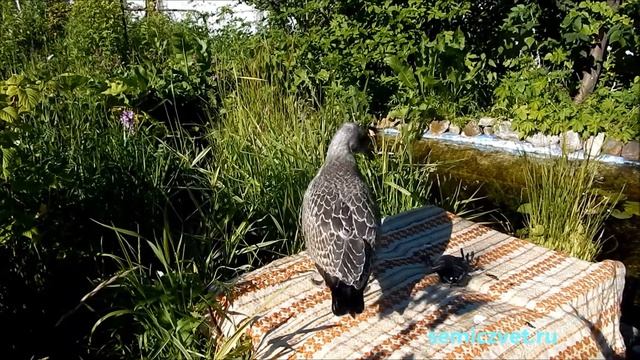 Экологический Уголок