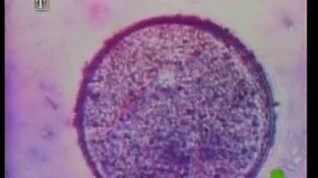 митоз и мейоз.wmv смотреть онлайн