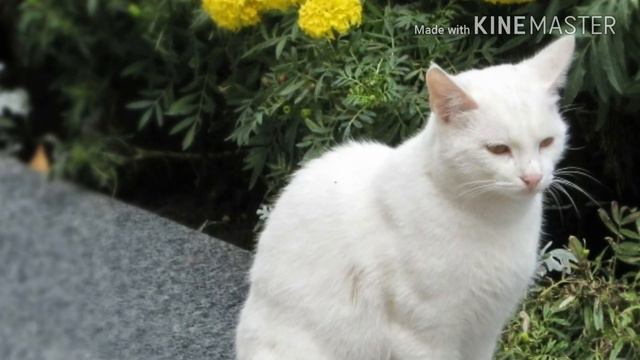 Клип / киса киса мяу мяу киса киса мур мур смотреть онлайн