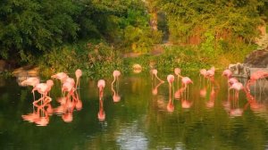 Розовый фламинго интересные факты | Поистине райская птица.  Phoenicopterus roseus.