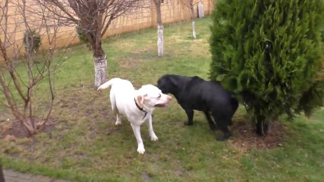 ❤Свадебная песня лабрадора Мартина. Wedding Song From Labrador Martin.