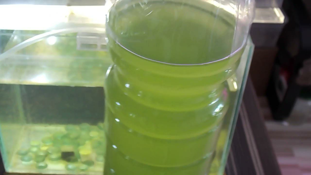 54 Дафния Магна. Кратко - условия содержание, выводы, работа над ошибками смотреть онлайн