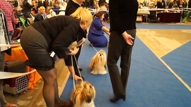 Копия видео "24 04 2016 Kiev CACIB BOB" смотреть онлайн