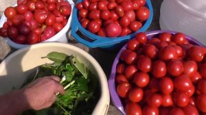 КАК СОЛИТЬ БОЧКОВЫЕ ПОМИДОРЫ - ОЧЕНЬ ПОДРОБНО - СОЛЮ МНОГО ЛЕТ