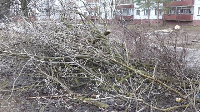 Заготовка древесины для резьбы в условиях города. смотреть онлайн