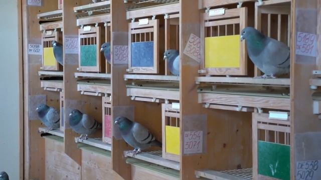 L’accouplement de pigeons, techniques et secrets смотреть онлайн