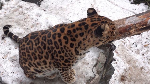 Леопард. 31.03.2022 смотреть онлайн