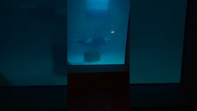 Я с родитялими поехала в москвариум и я увидела настоящию живую касатку смотреть онлайн