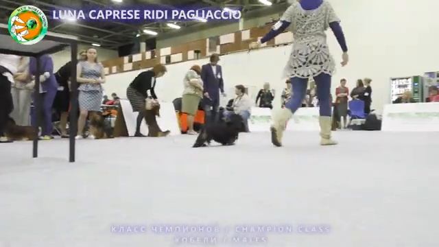 World Winner Show 2017. Такса миниатюрная длинношерстная. Кобели. Классы рабочий и чемпионов. смотреть онлайн