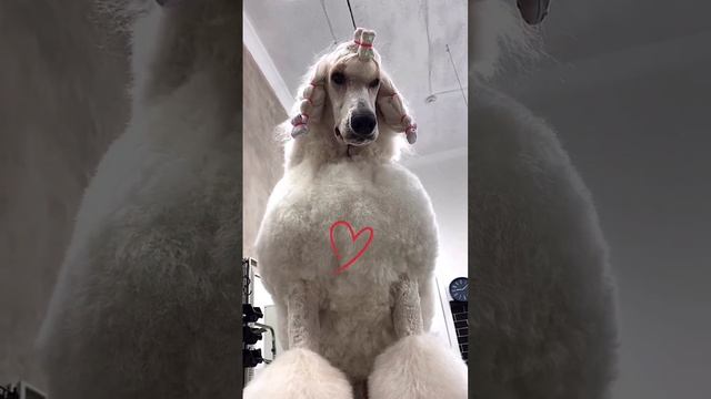 Poodle Standard Asteri Dream Genesis #пудель #пудельлучшаясобака #груминг