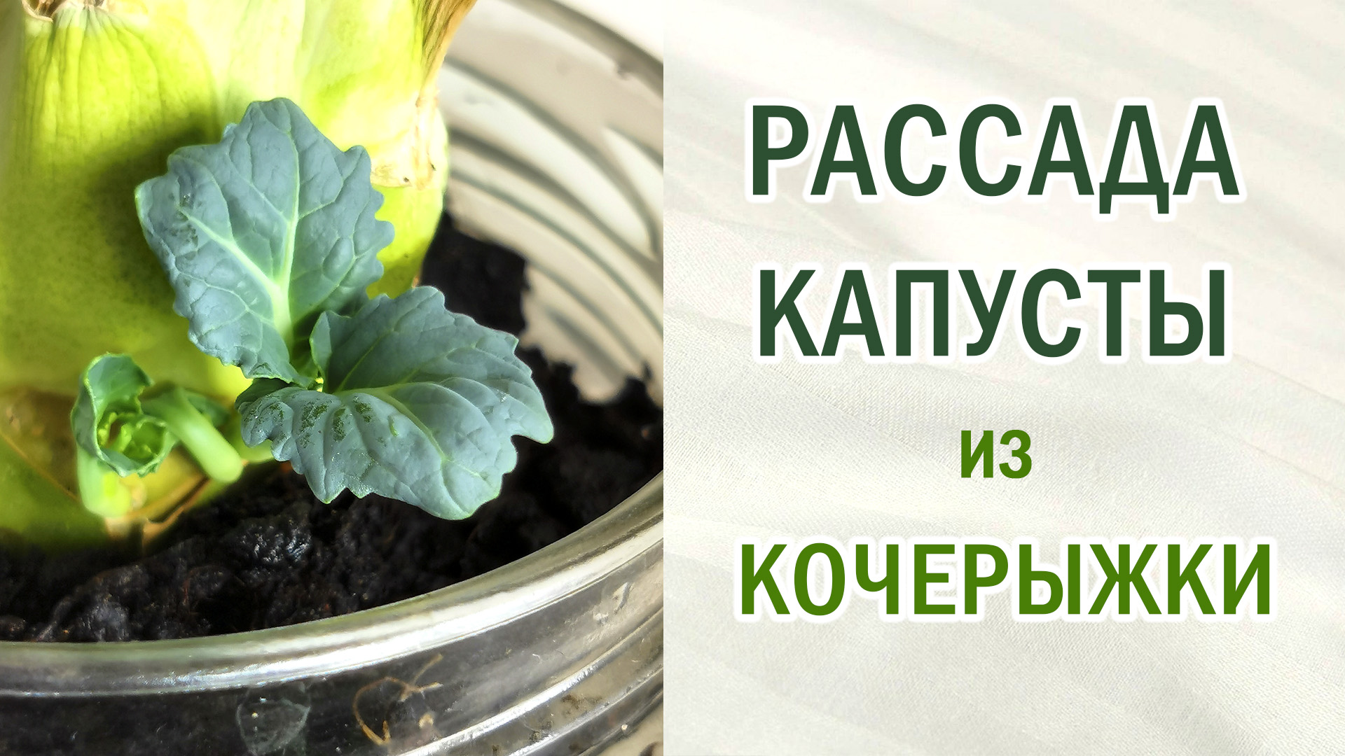 Рассада капусты из кочерыжки.Экономим место и деньги. #цветнаякапуста #брокколи смотреть онлайн