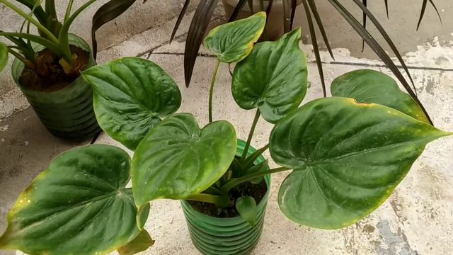 Alocasia Cucullata Plant/Elephant Ear plant/Chinese Taro Plant growing and Caring tips смотреть онлайн