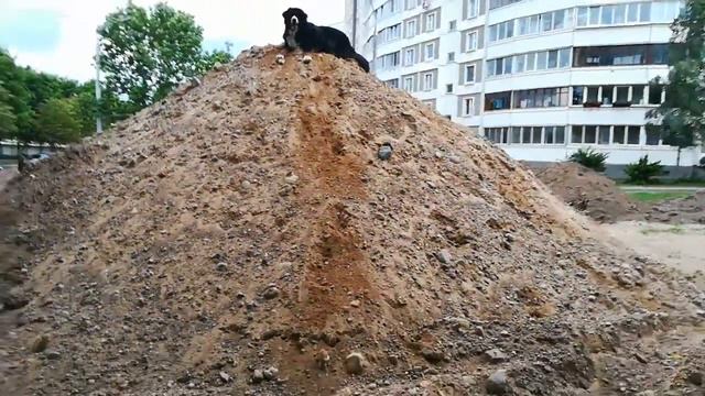 Горная собака-Зенненхунд Бэтенька смотреть онлайн