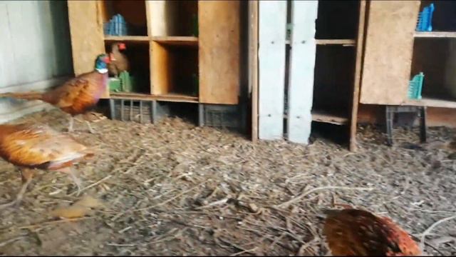 Фазаны у Александра, город Петропавловск смотреть онлайн