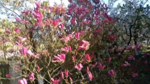 МАГНОЛИЯ. Выращиваем без проблем в средней полосе.