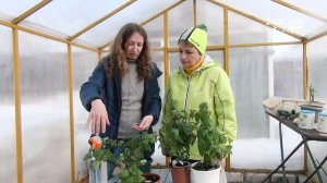 Как обрезать фуксии после зимы