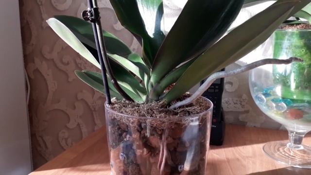 Посадка орхидеи в керамзит,уход,полив плюсы и минусы смотреть онлайн