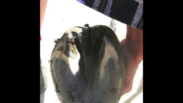 Akurat-Wiej ska смотреть онлайн