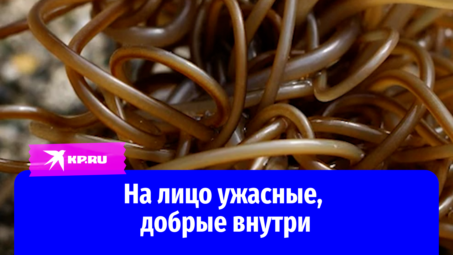 Черви-волосатики неопасны для человека смотреть онлайн